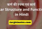 कर्ण की रचना एवं कार्य | Ear Structure and Function in Hindi